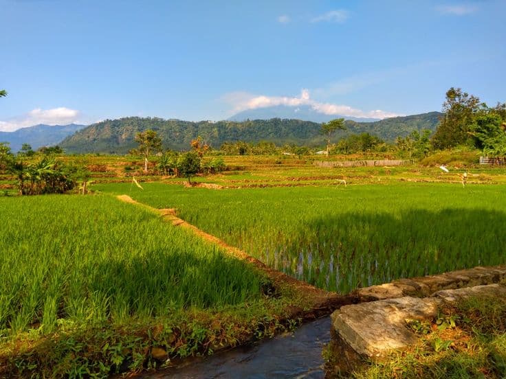 Panorama Desa Sumberjo